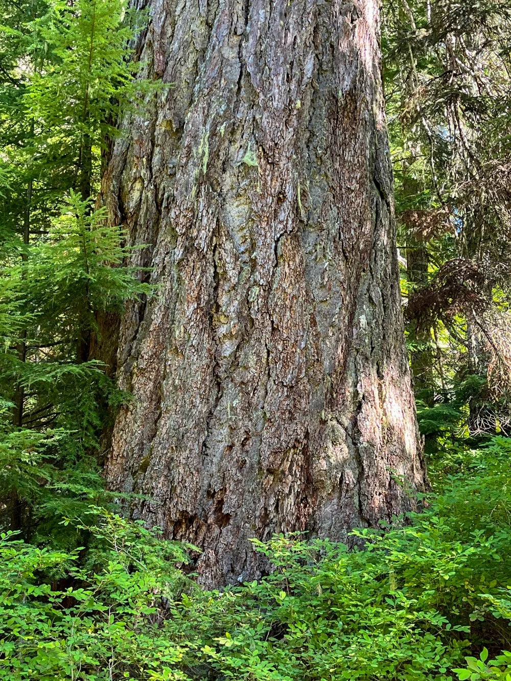 Massive Douglas-fir