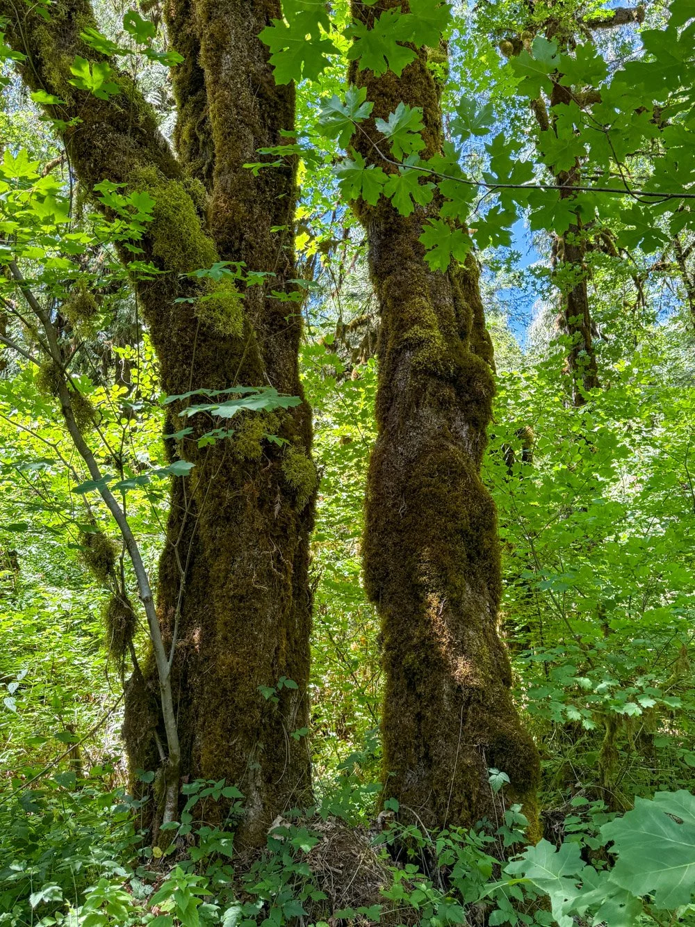 Mossy maples