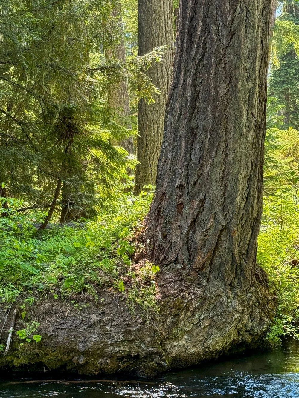Douglas-fir by Union Creek
