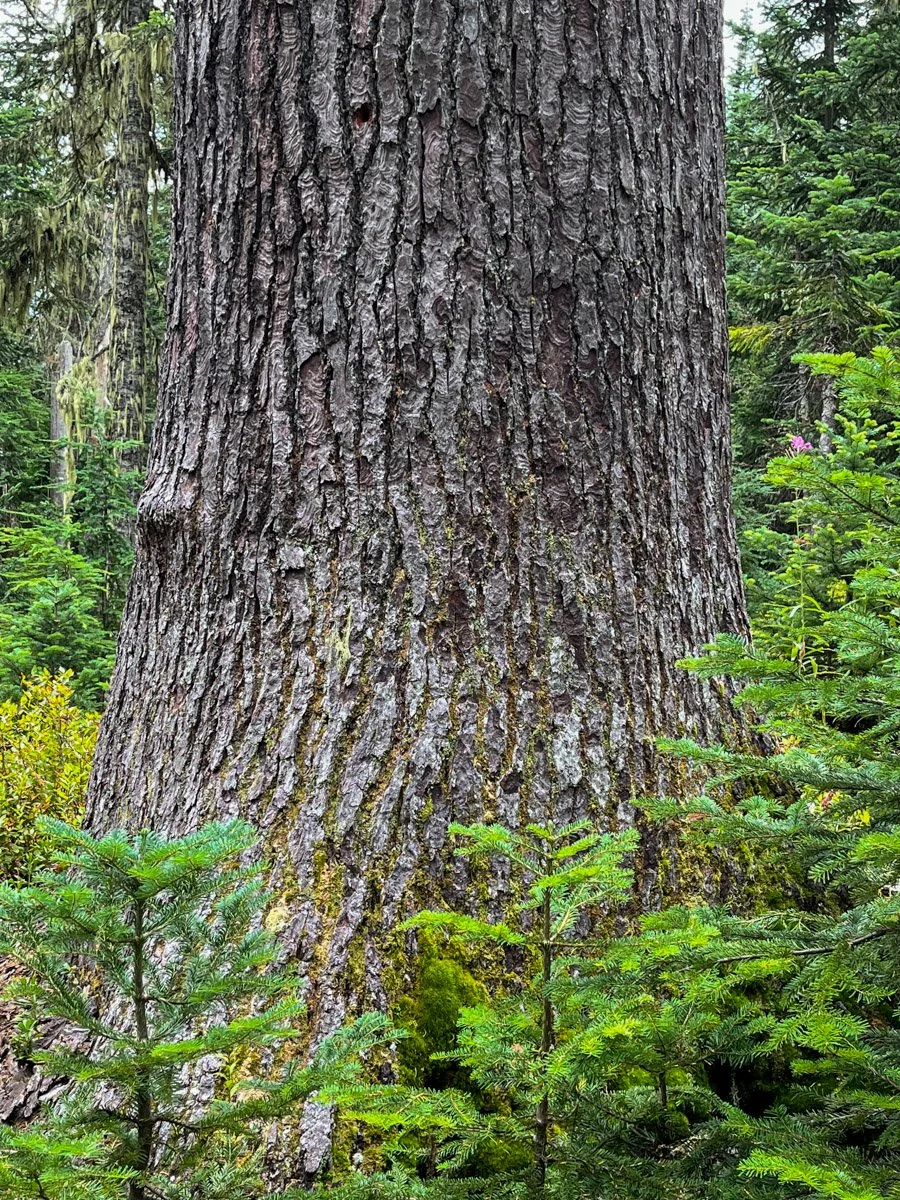 Huge noble fir