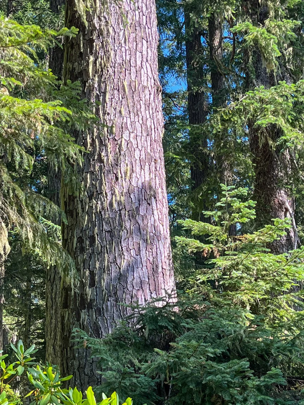 Hefty noble fir