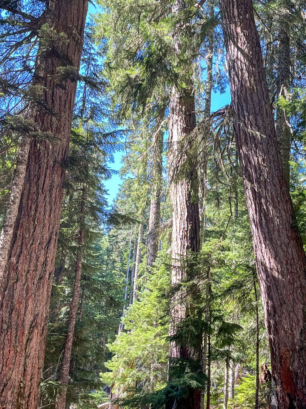 Old Douglas-fir