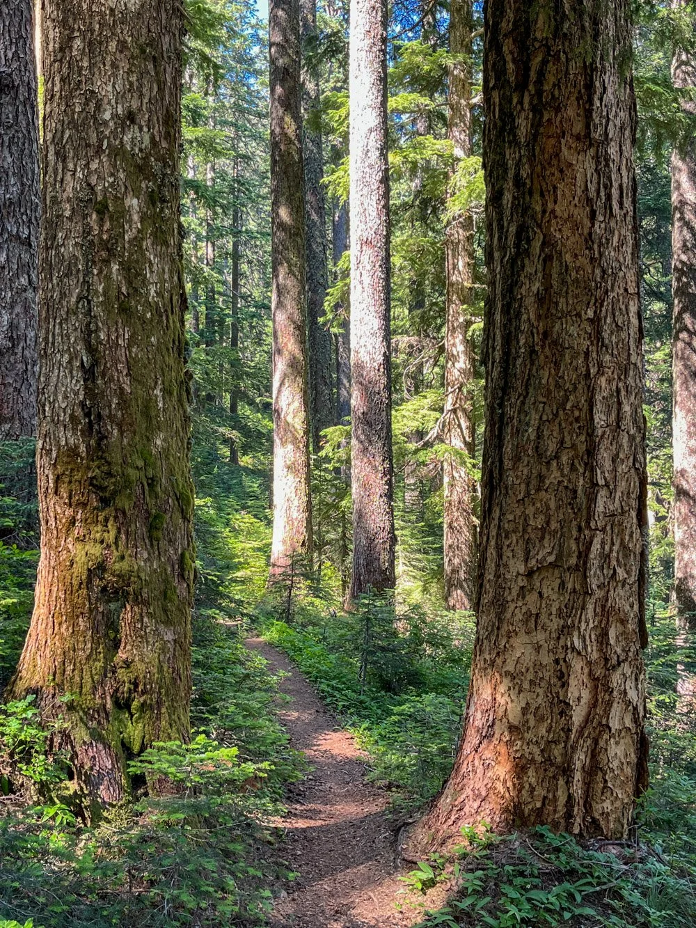Douglas-fir and noble fir