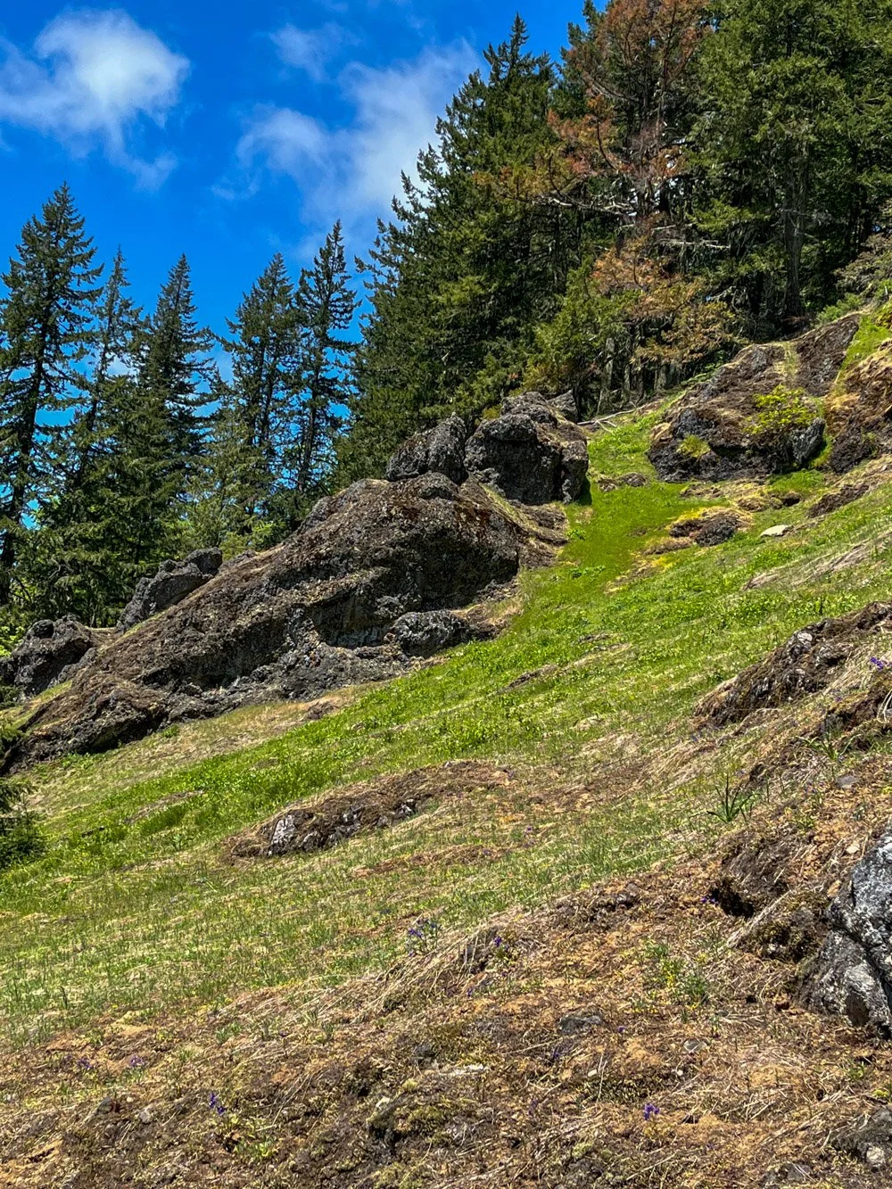 Interspersed dry meadows