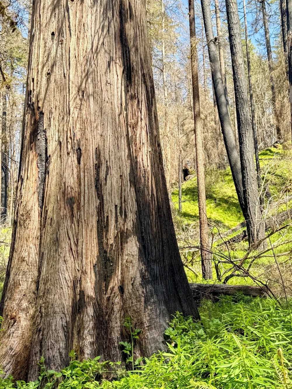Massive western redcedar succumbed to fire