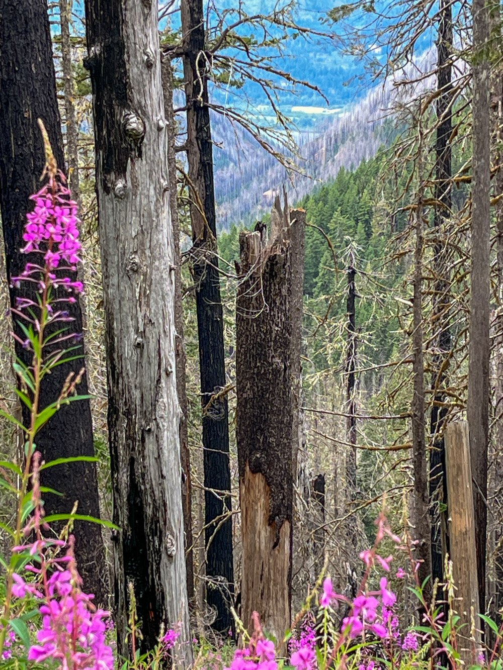 Fireweed in a snag patch