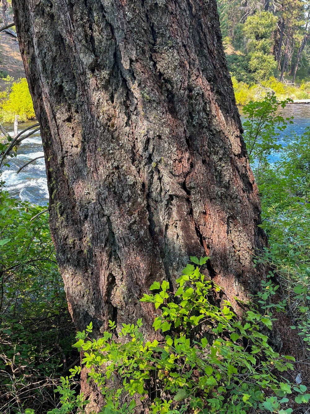Old Douglas-fir in the gorge