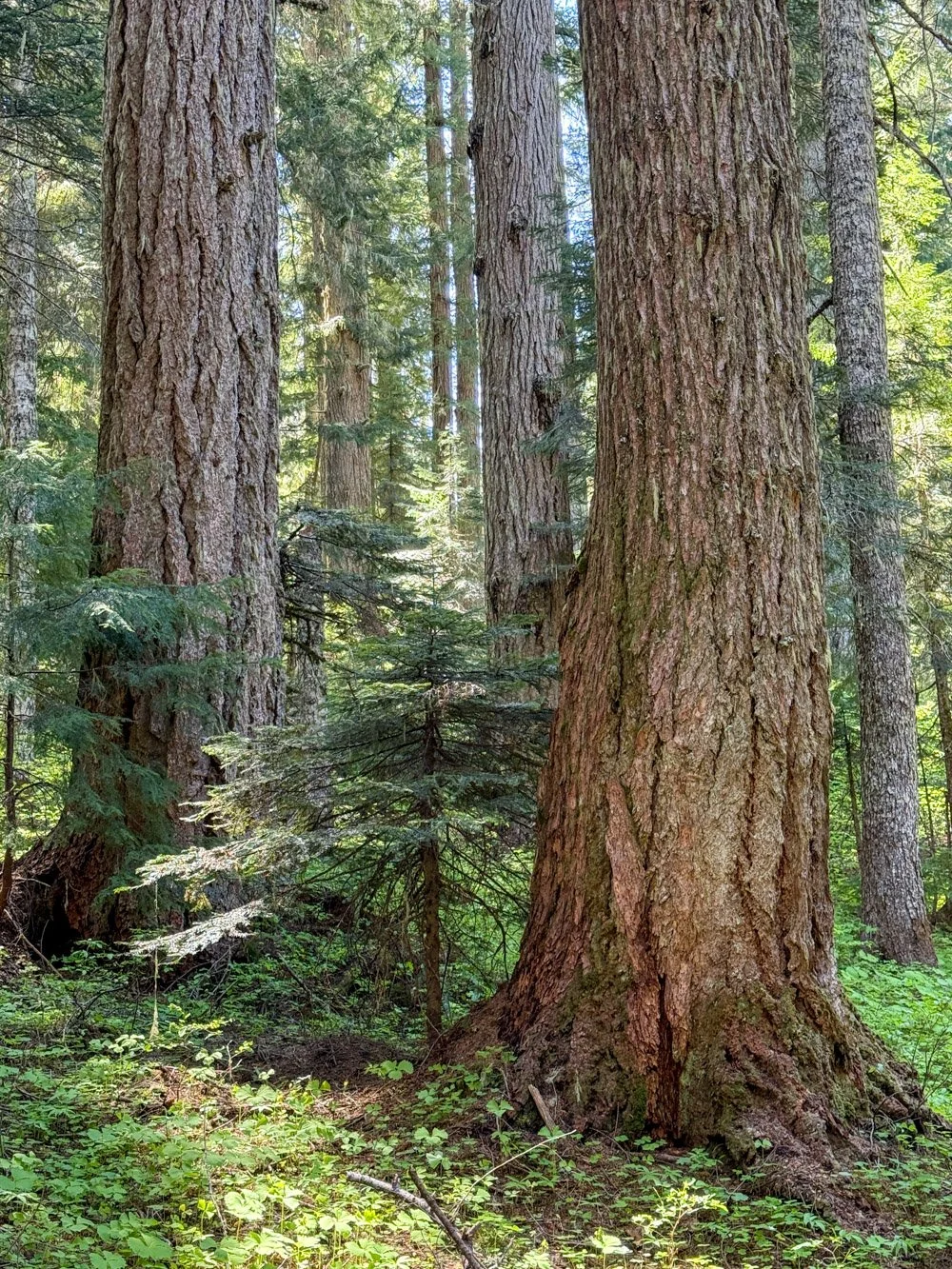 Old-growth forest