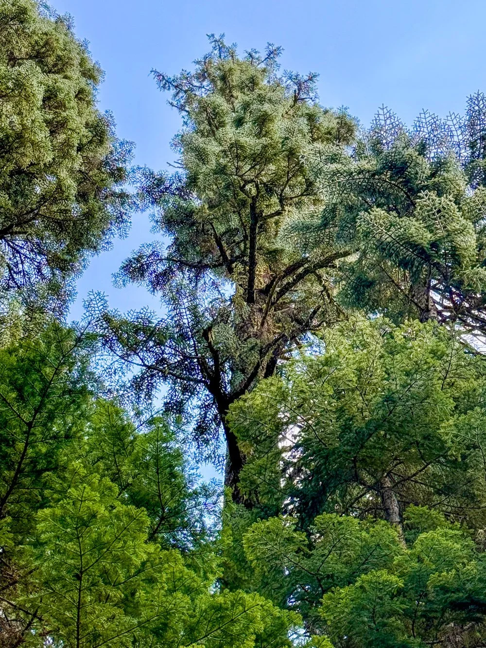 Shasta red fir