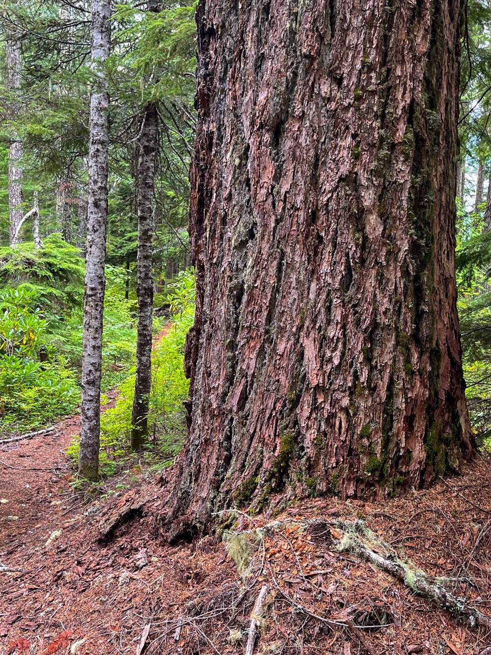 Old Douglas-fir