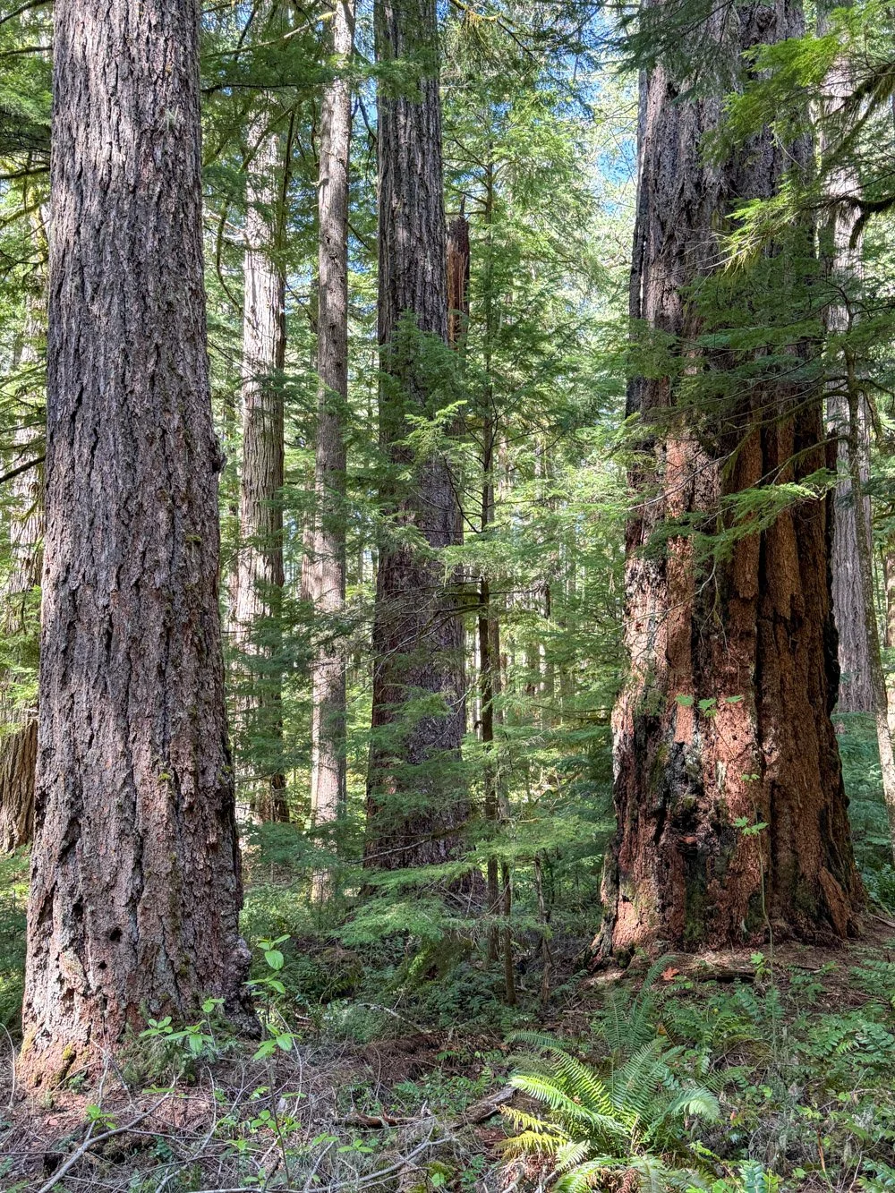 Low-elevation old growth