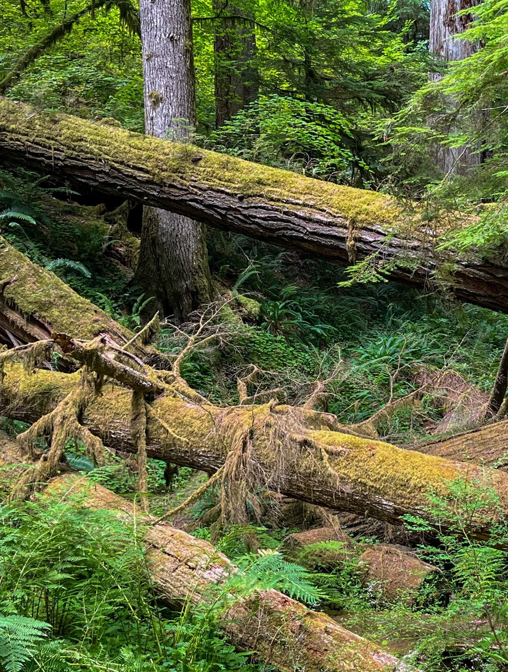 Downed wood from Snowmageddon (2019)