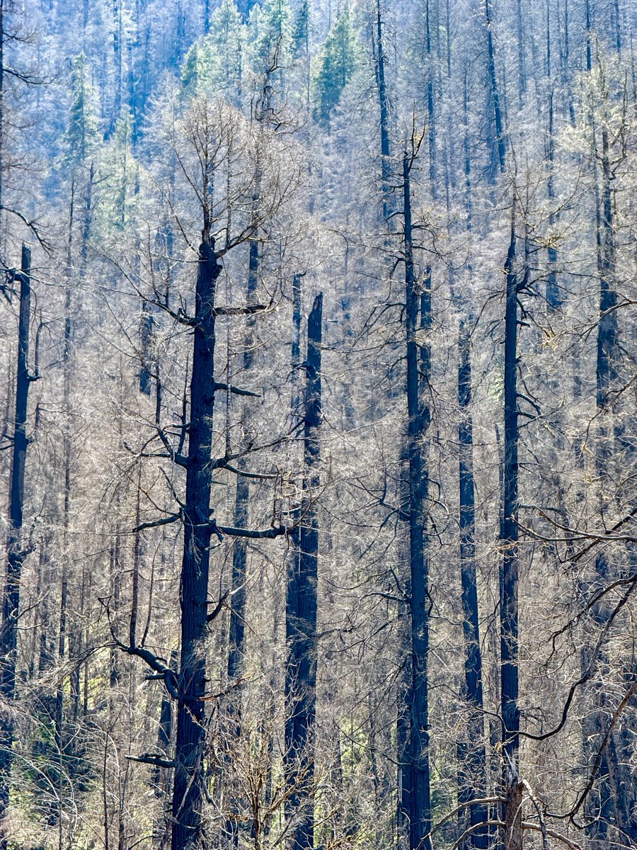 Severe fire in former old growth