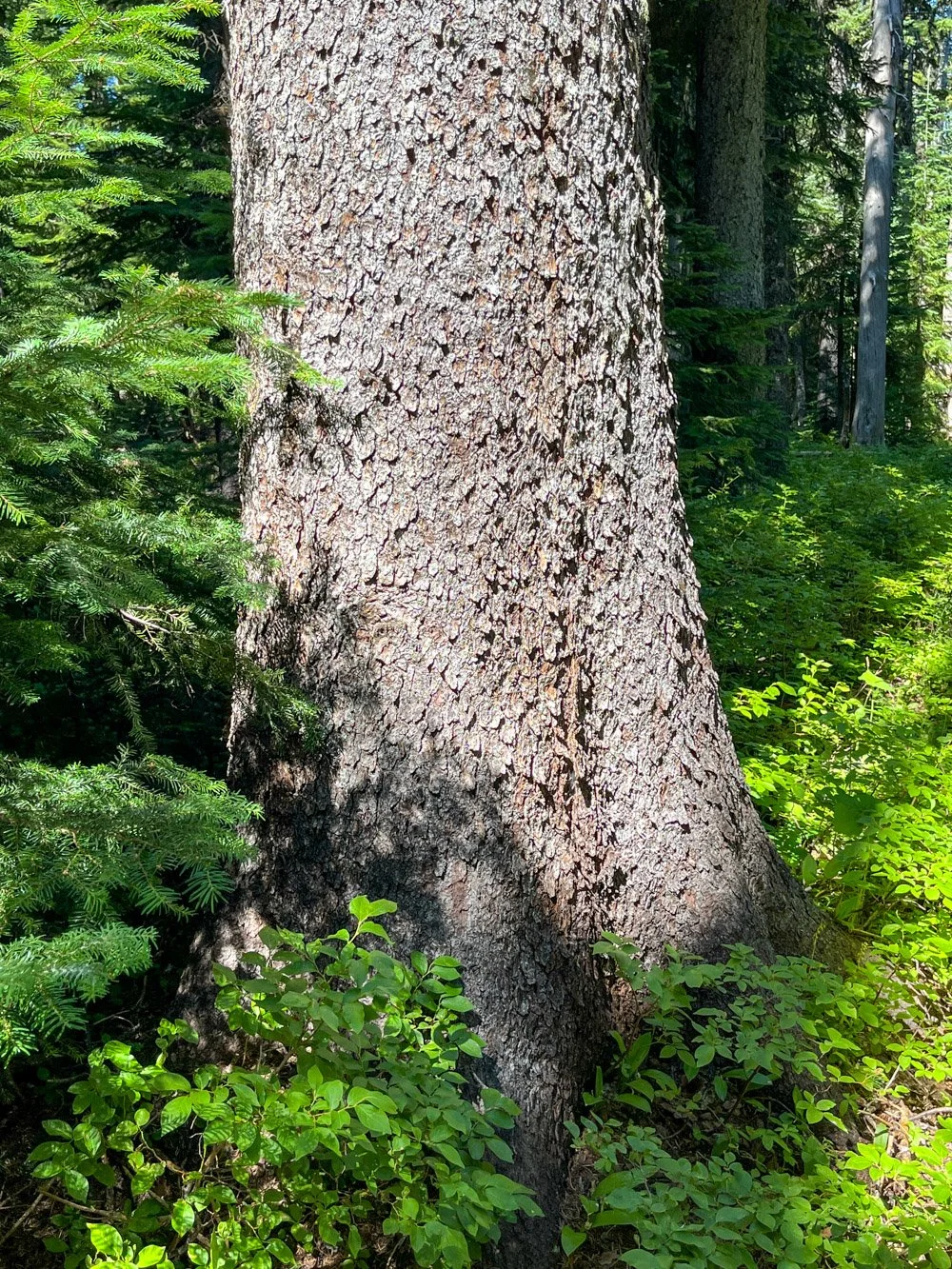 Engelmann spruce