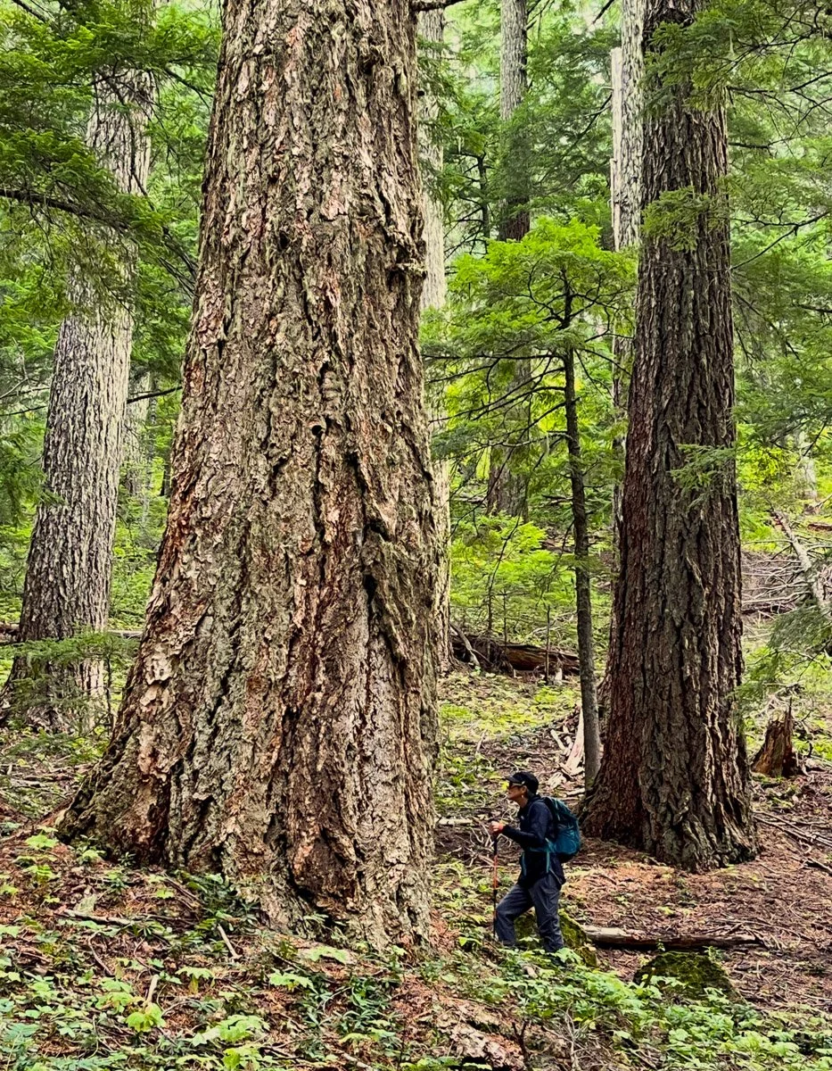 Ancient Douglas-fir and young Diane