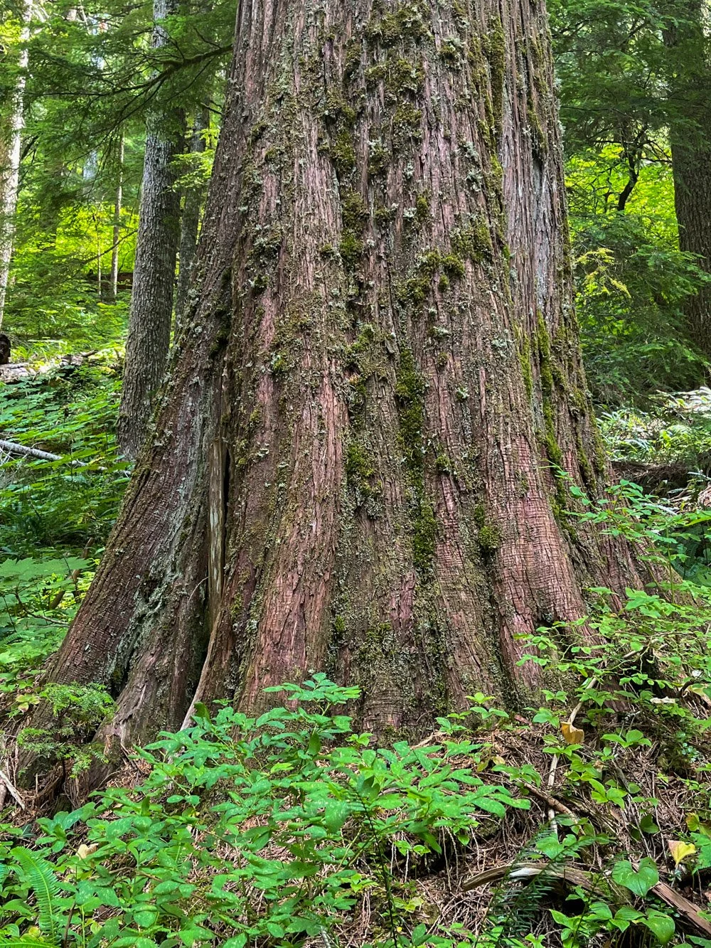 Massive redcedar