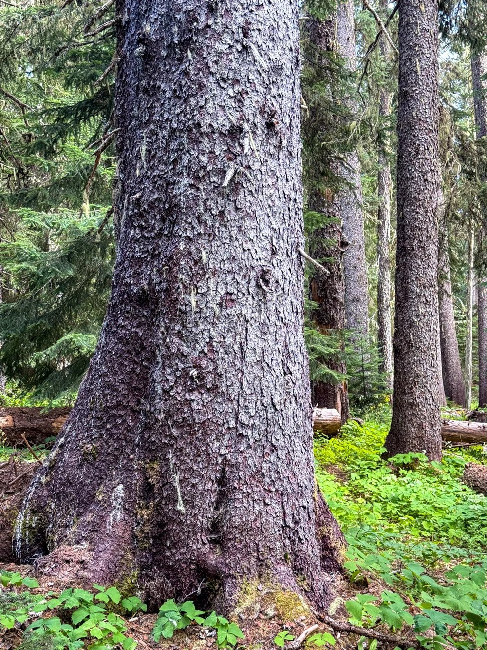 Streamside Engelmann spruce