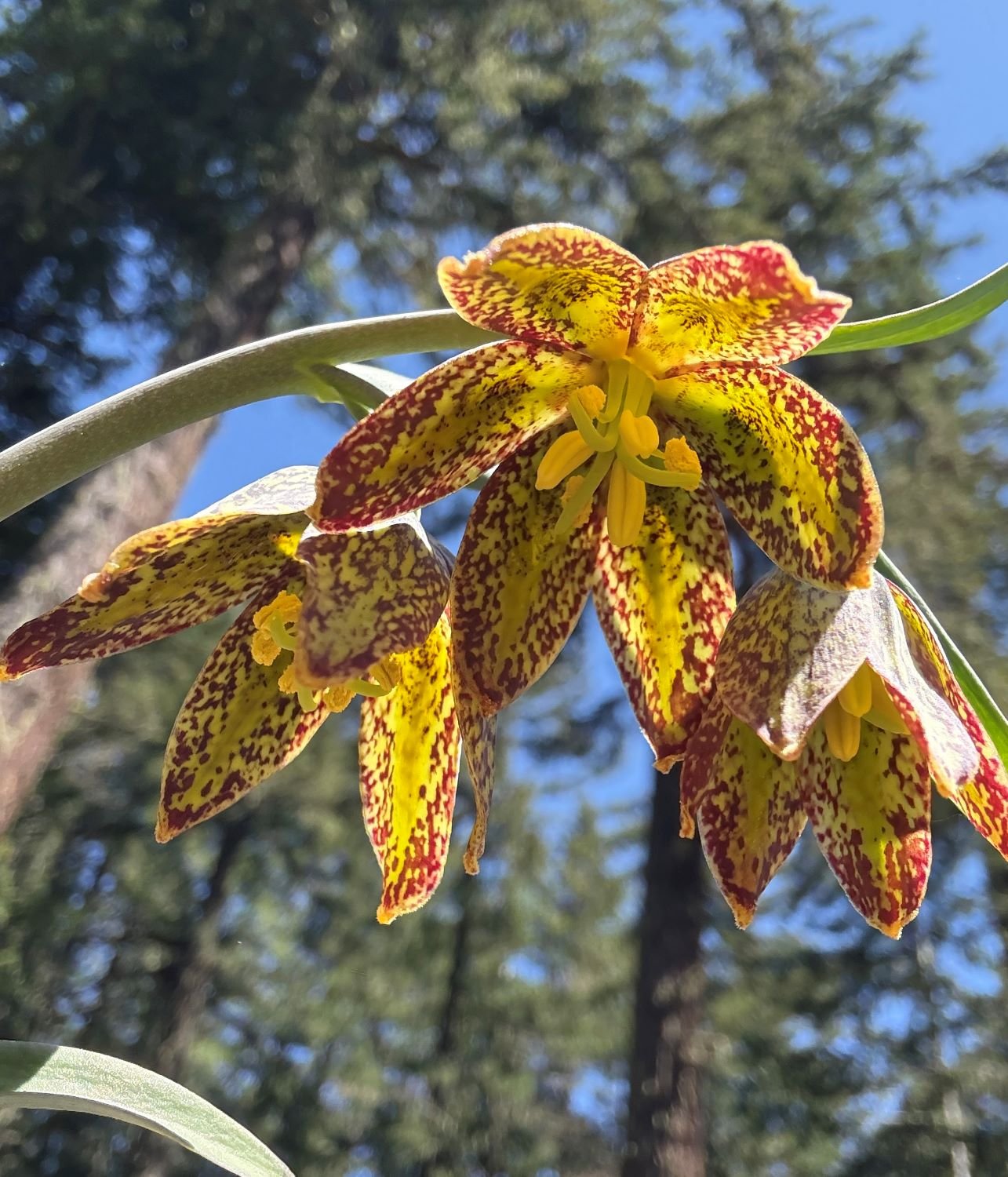Chocolate lily