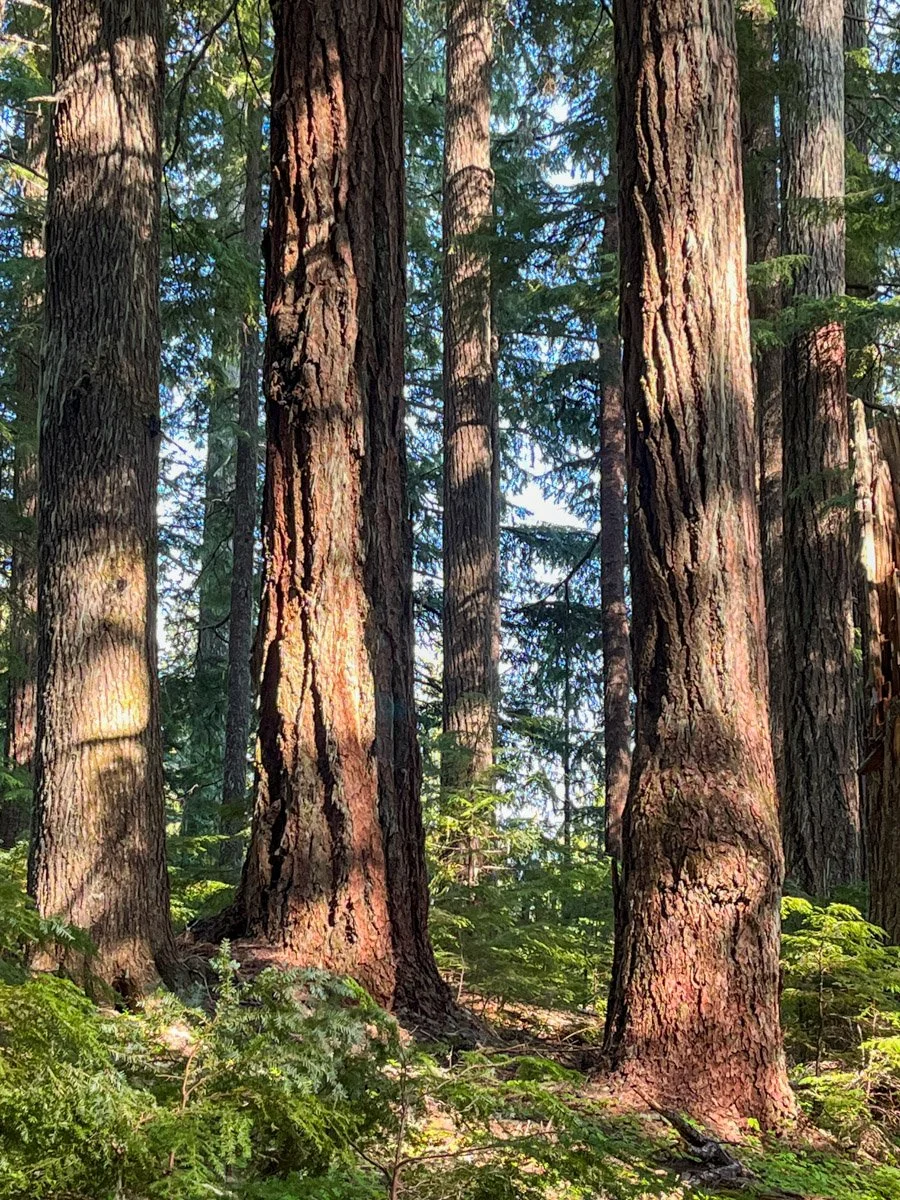 Old-growth forest