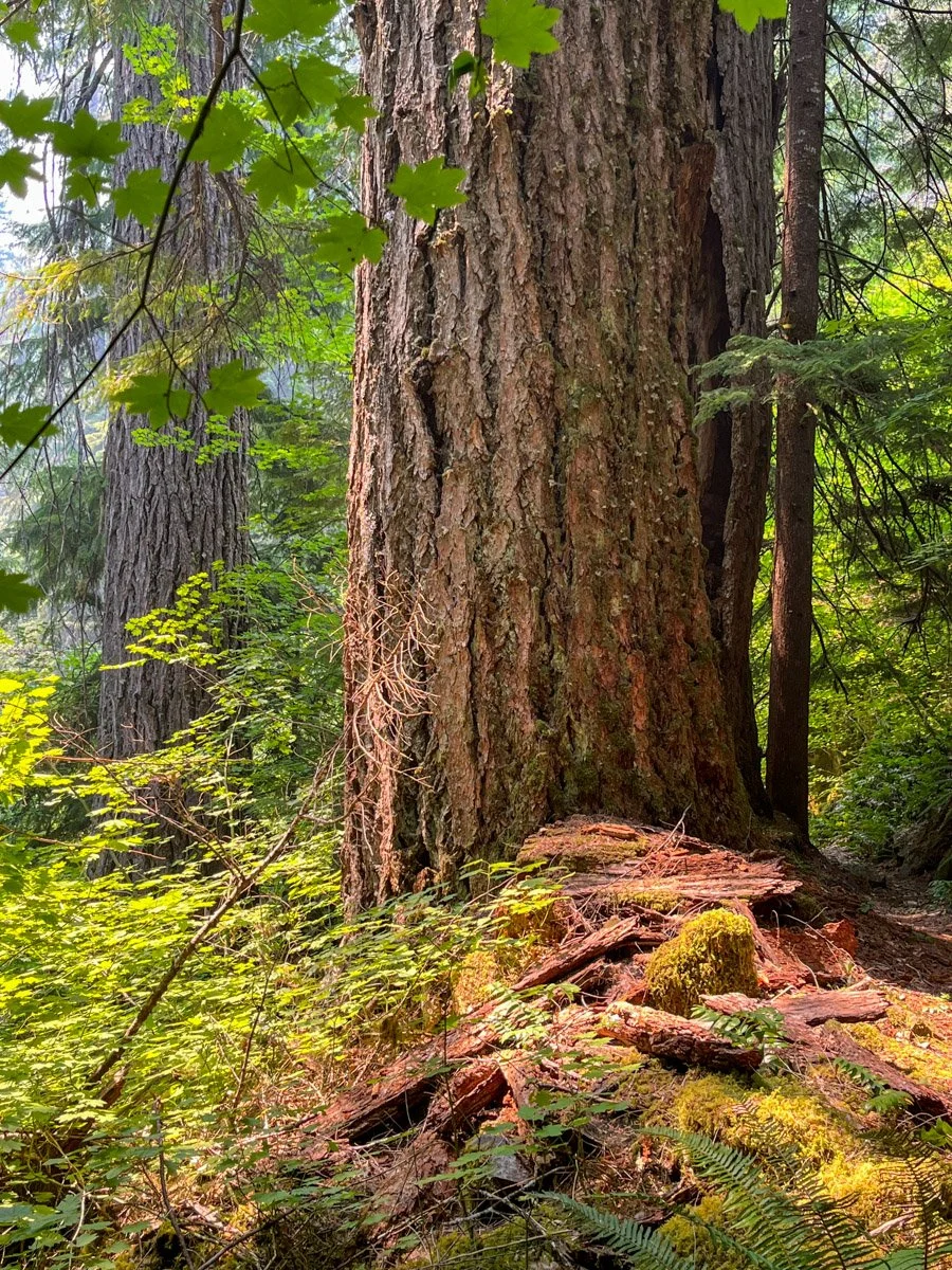 Immense Douglas-fir, pre-fire