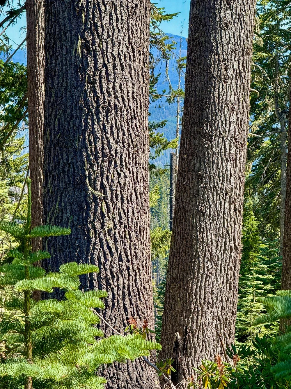 Old Shasta red fir