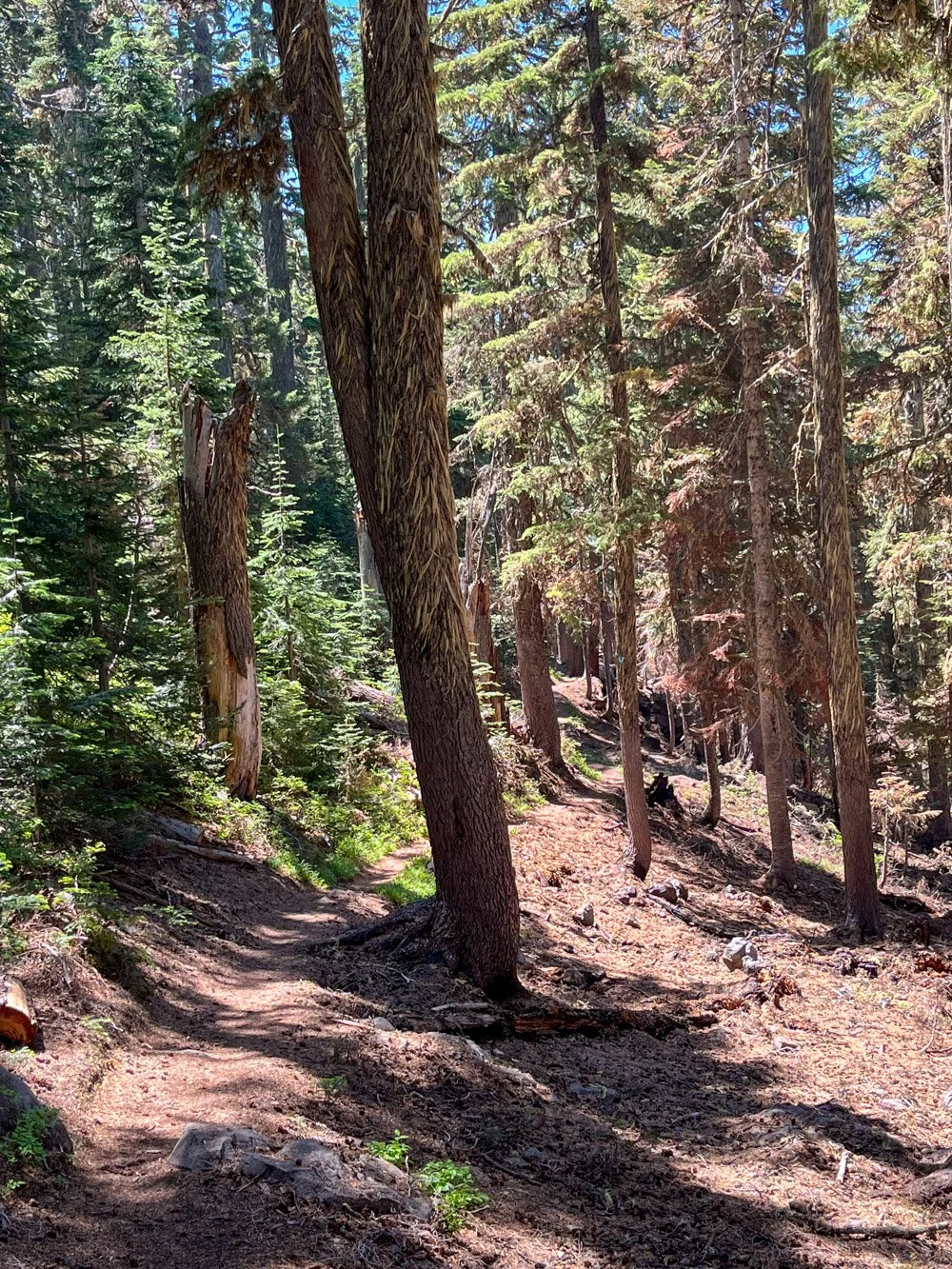 Trail used as fuelbreak for Cedar Creek Fire