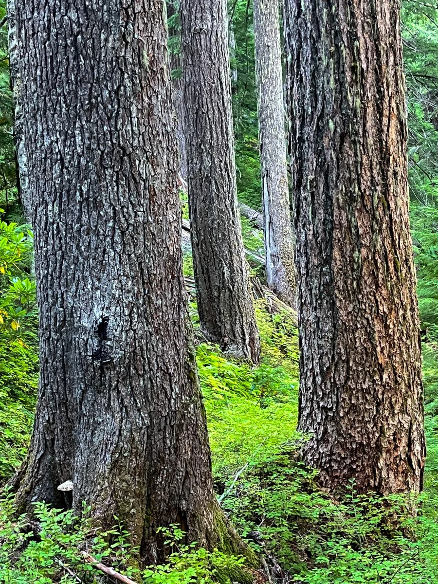 Old growth