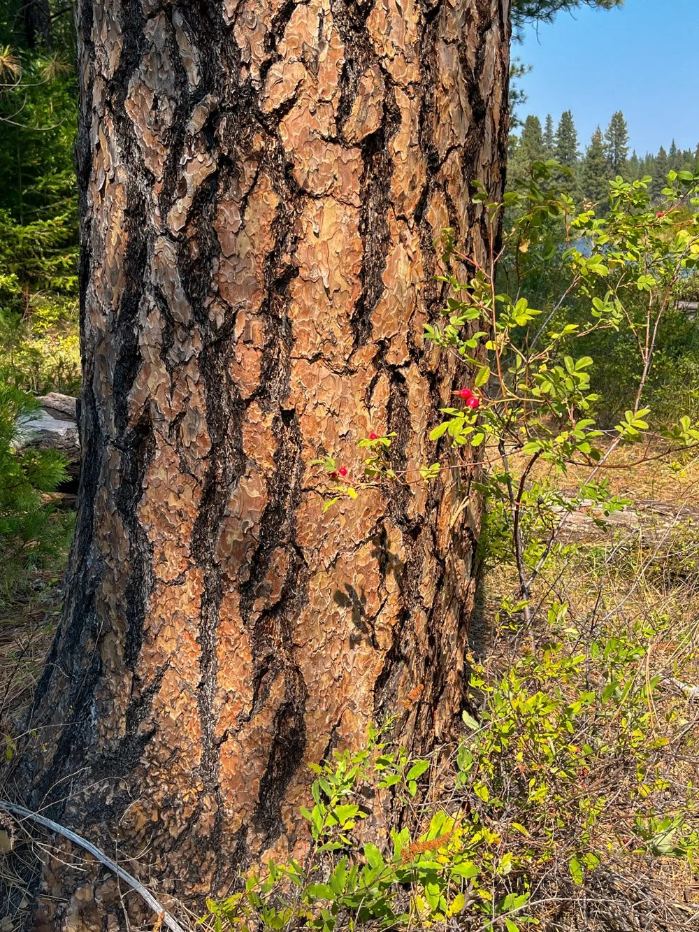 Ponderosa pine along the riverbank