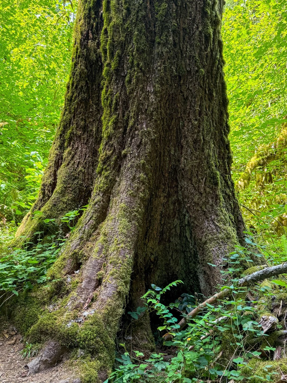 Old western hemlock