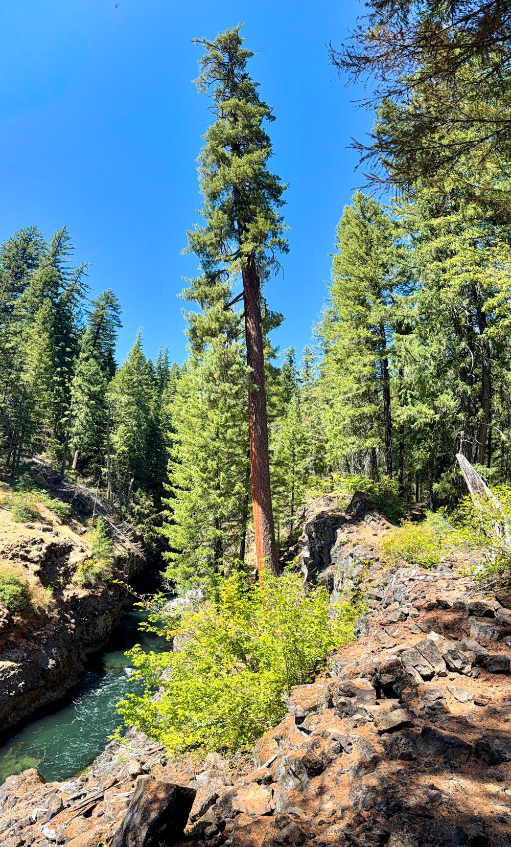 Sugar pine on the gorge rim