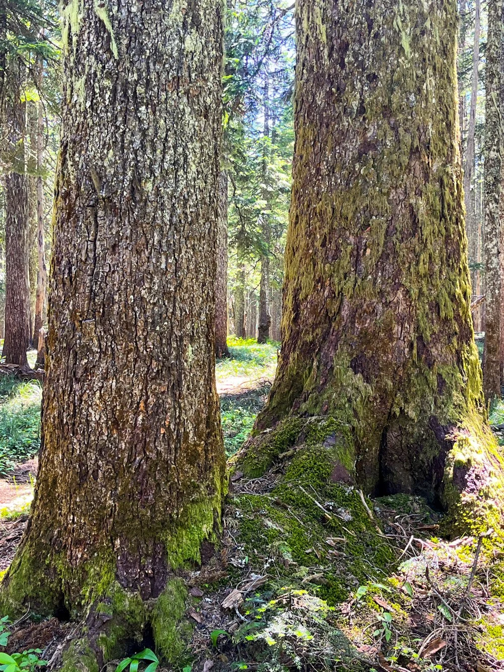 Pacific silver fir
