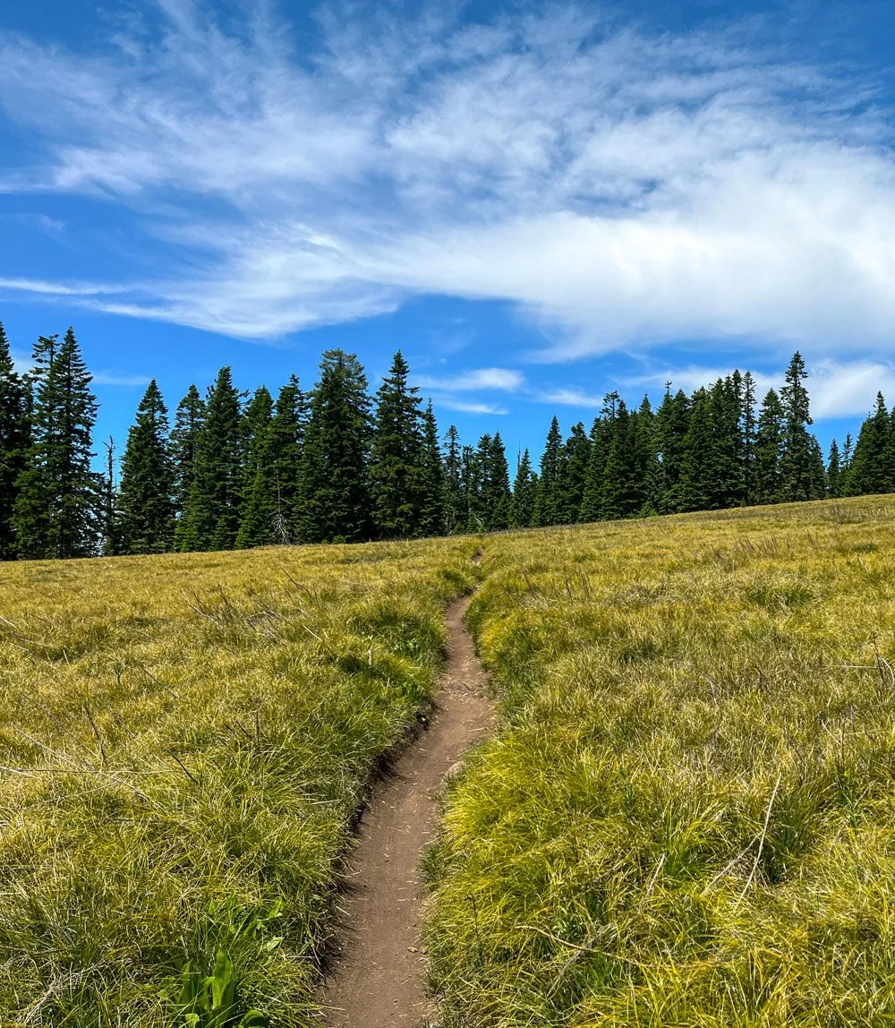 Meadow on Sourgrass Mountain