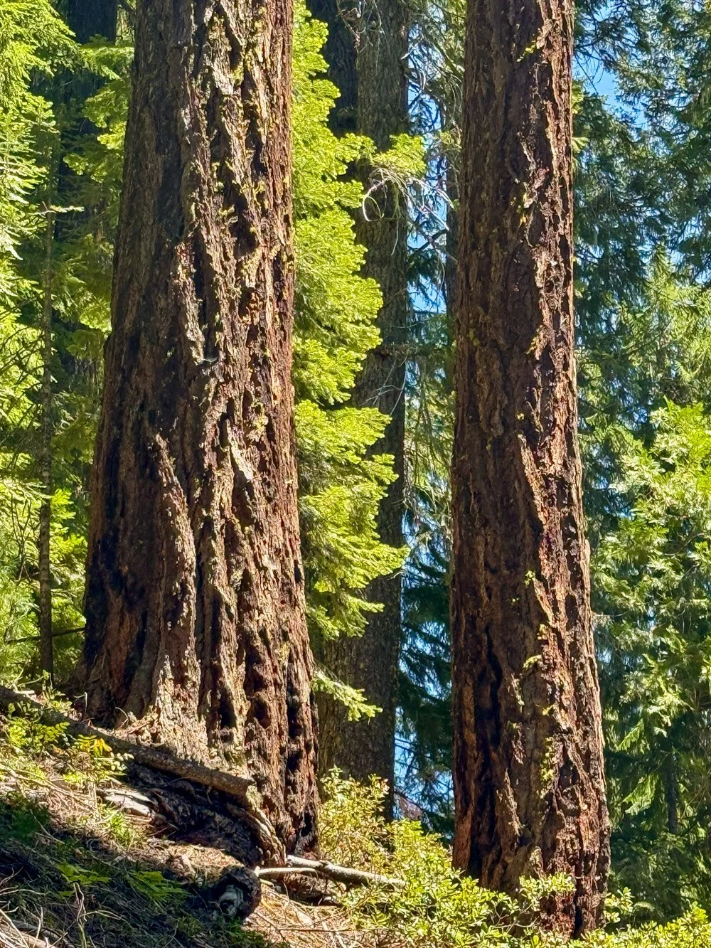 Massive Douglas-fir