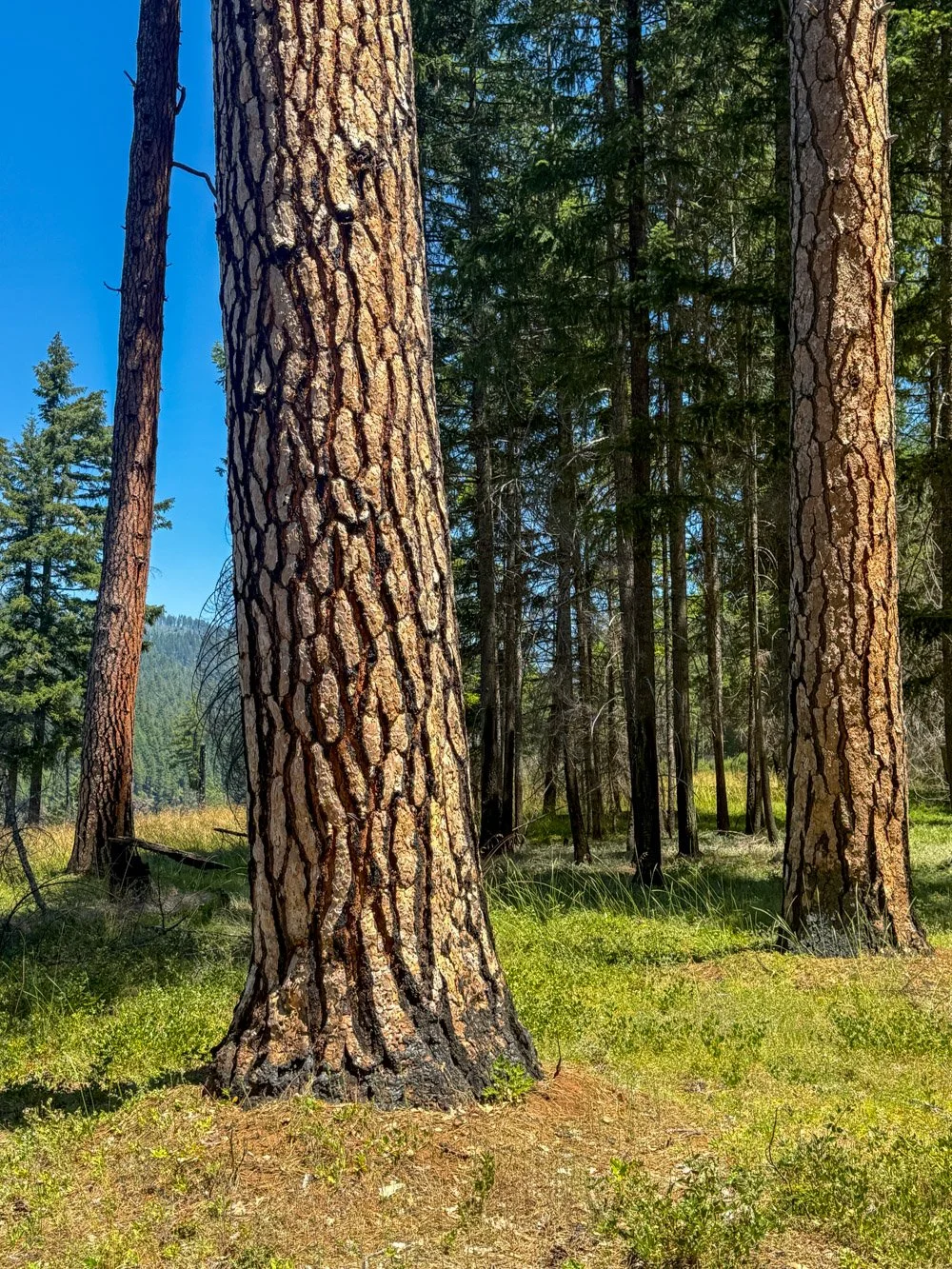 Pine Bench