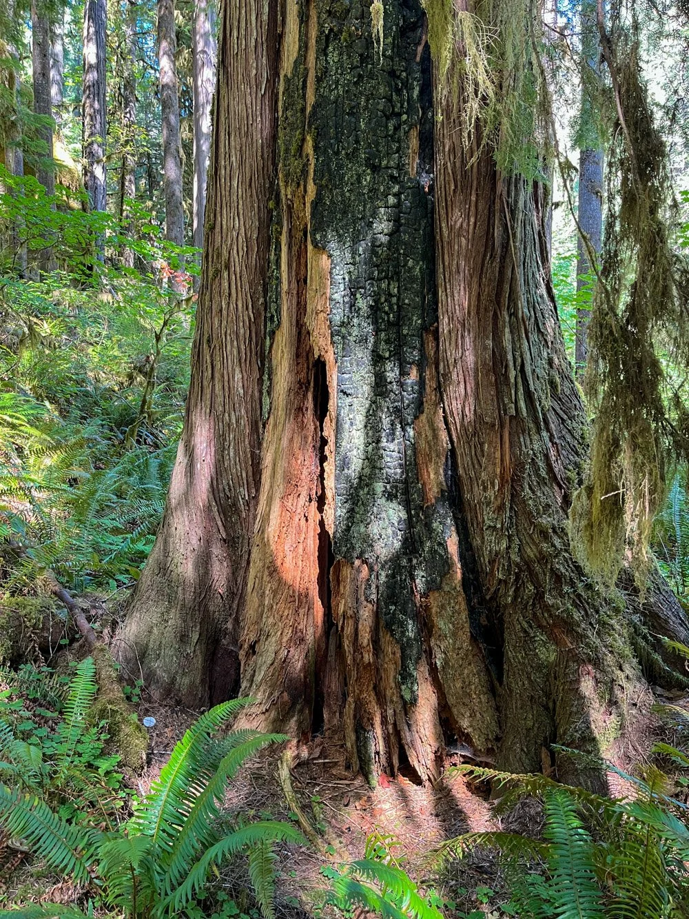 Fire-decorated redcedar