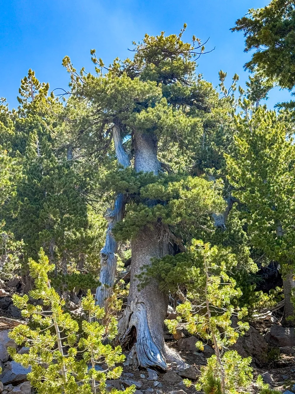 Nice healthy crown on an old whitebark pine