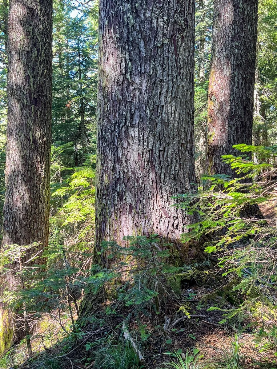 Noble fir
