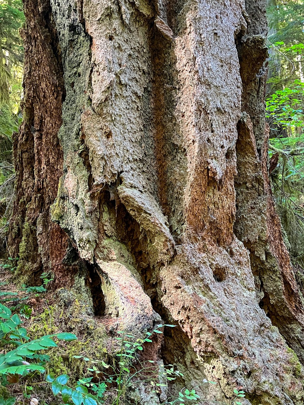 Thick-barked giant