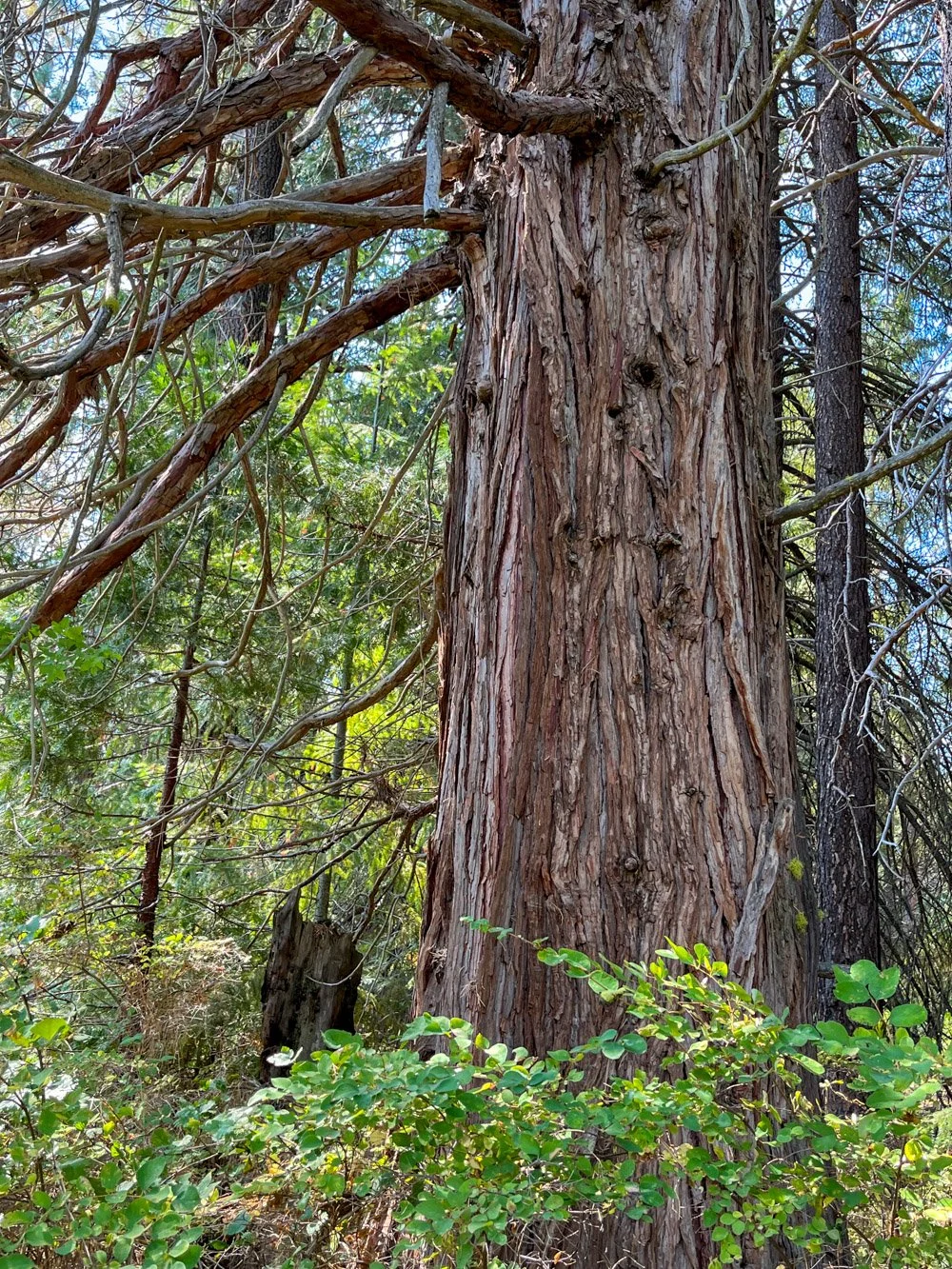 Giant incense cedar