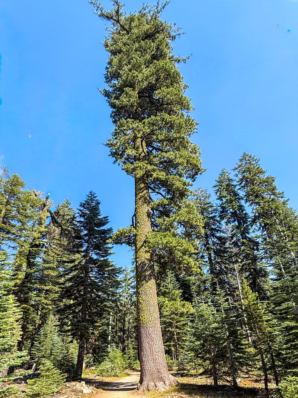 Western white pine