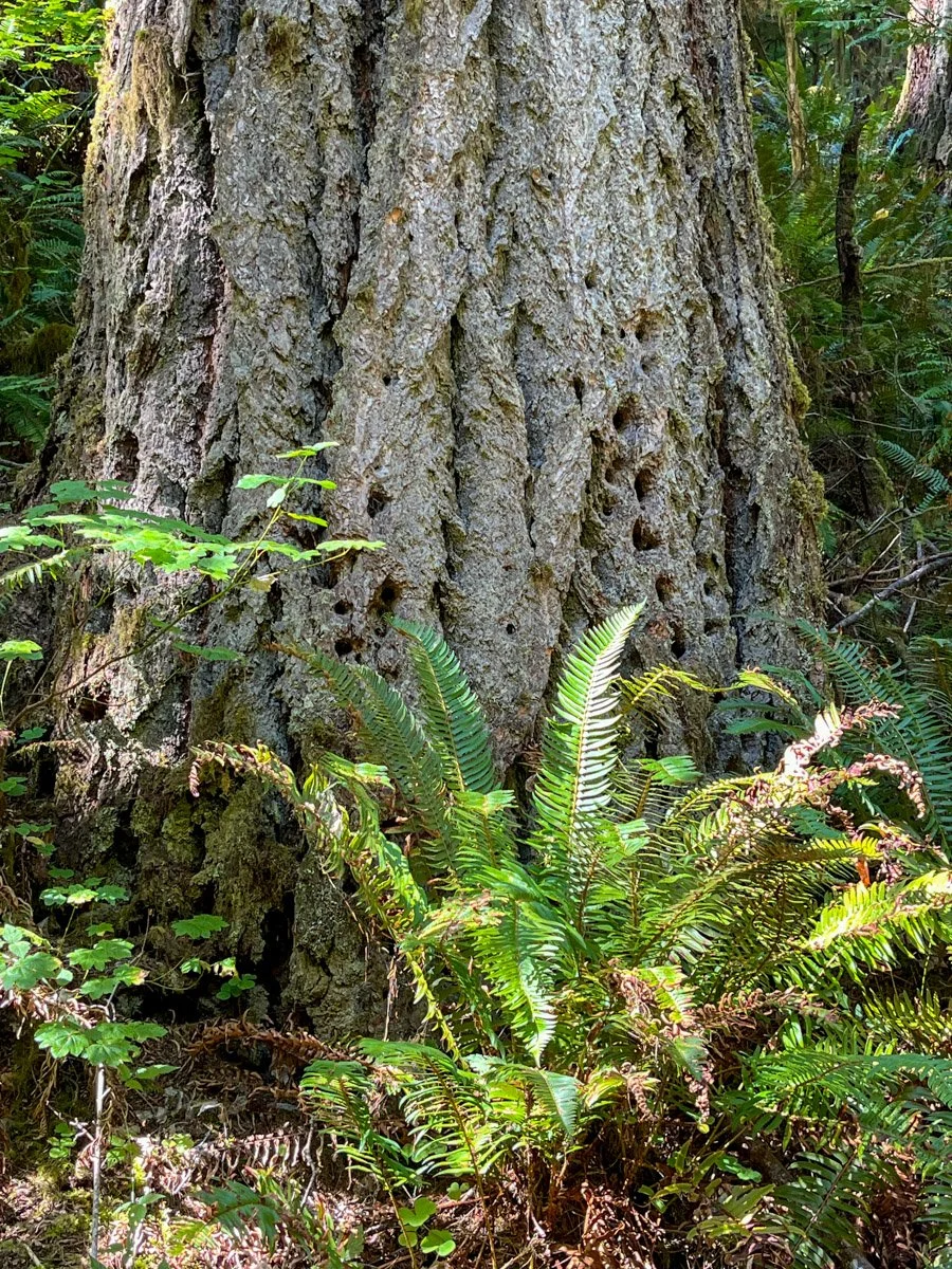 Ancient Douglas-fir