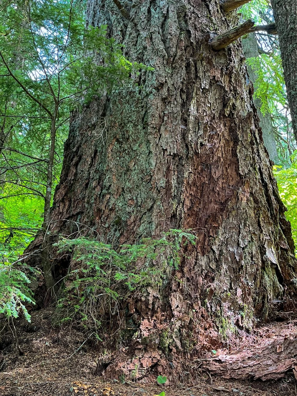 A massive, eight-foot thick Douglas-fir