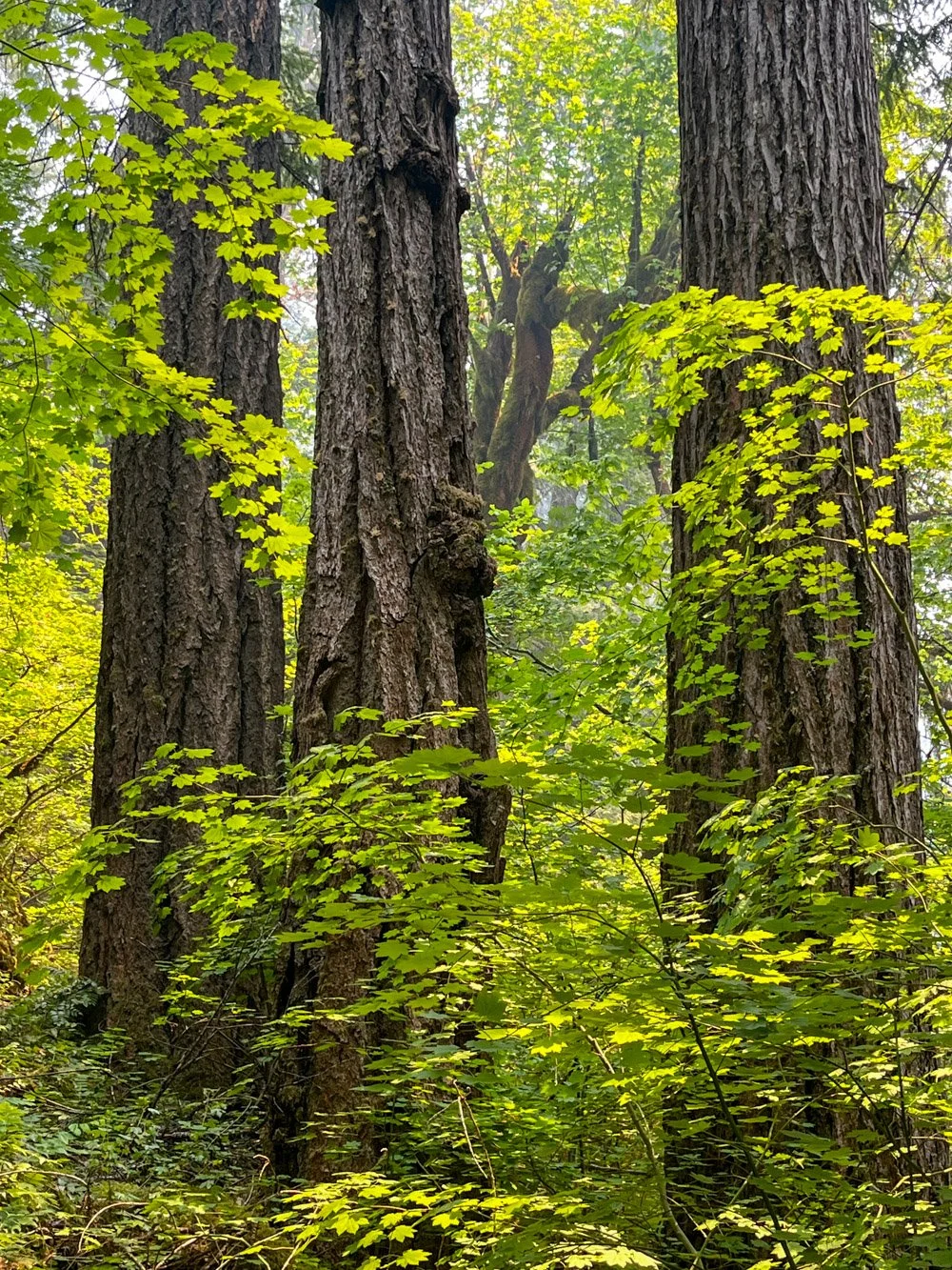 Douglas-fir and bigleaf maple, pre-fire