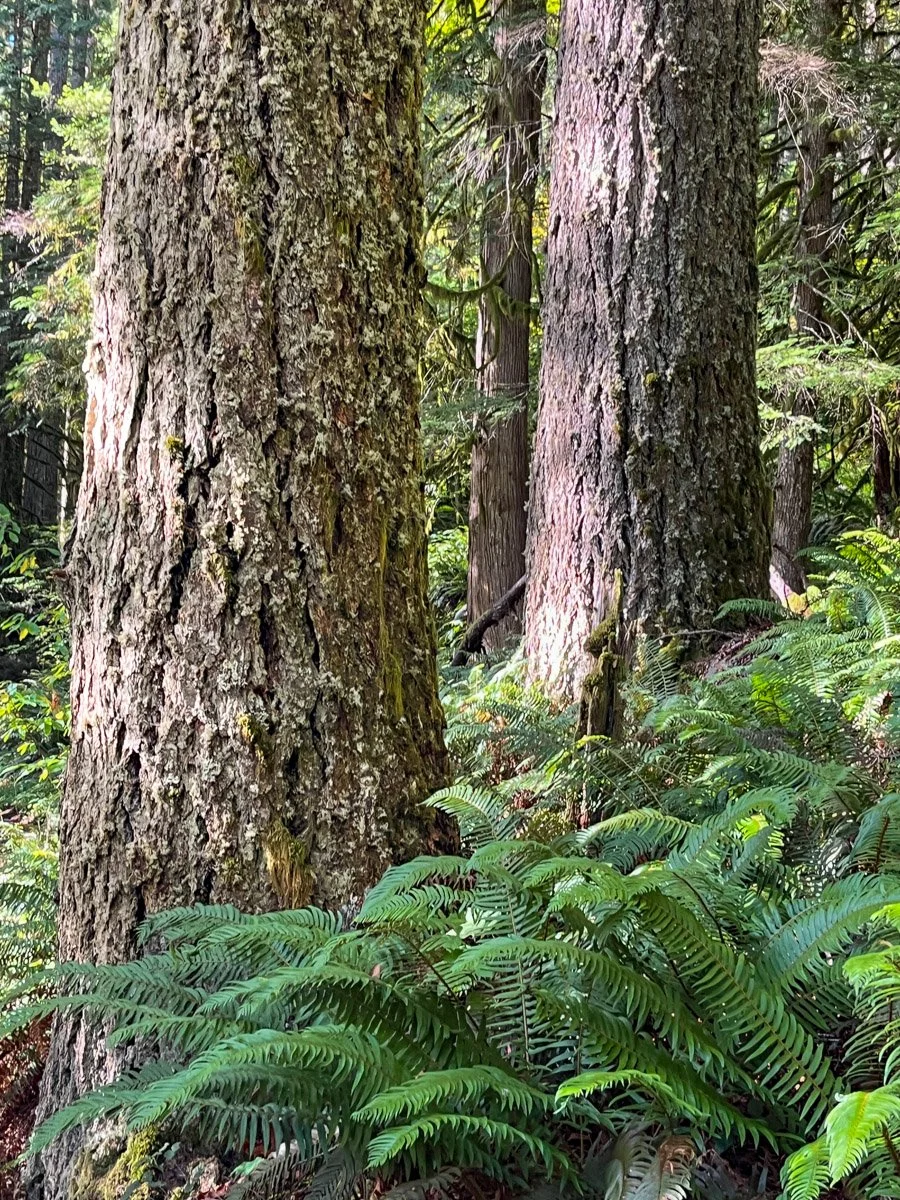 Mature Douglas-fir
