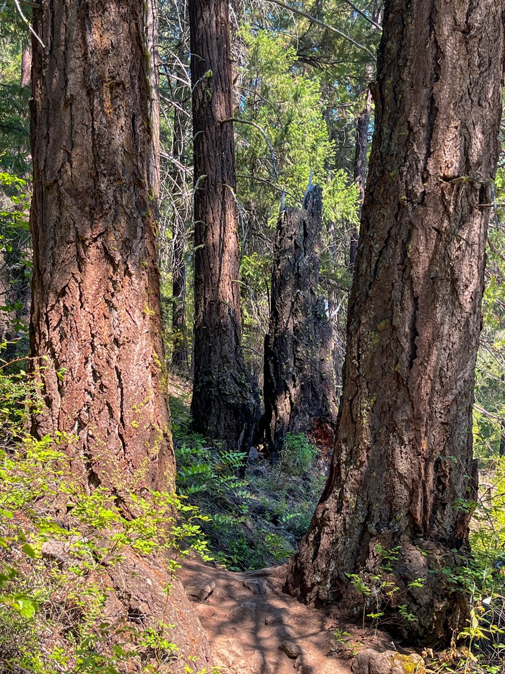 Old Douglas-fir