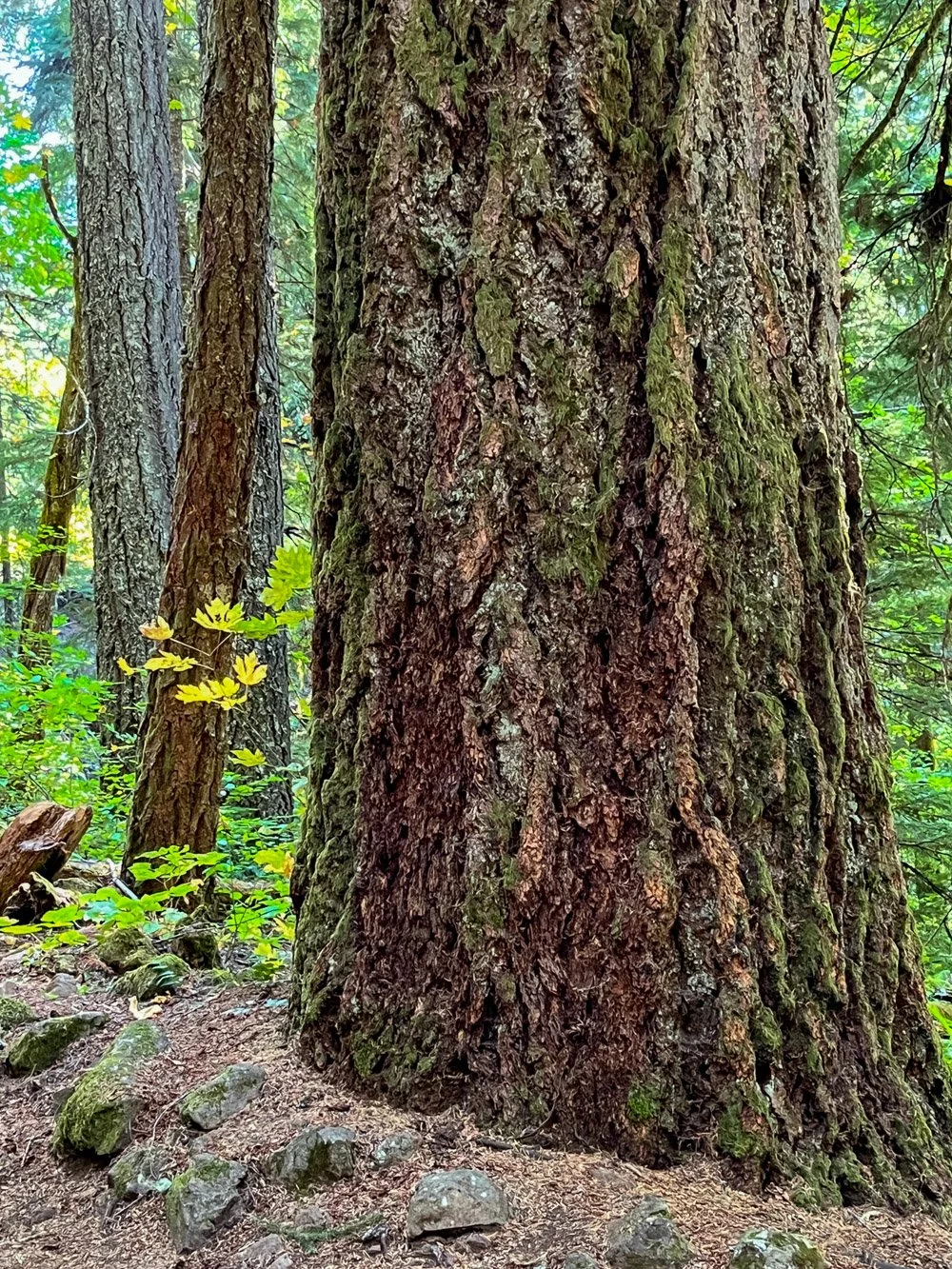 Enormous Douglas-fir