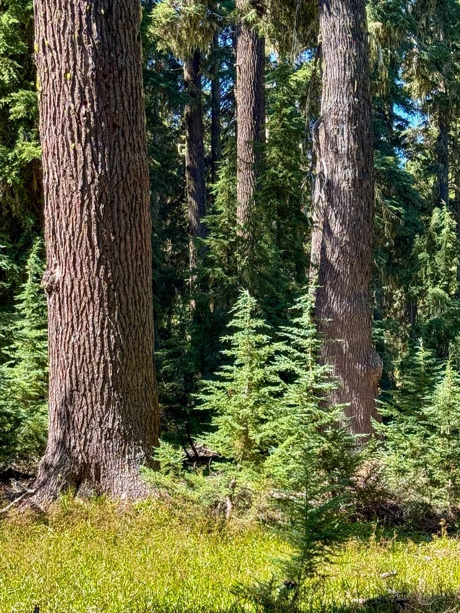 Old mountain hemlock