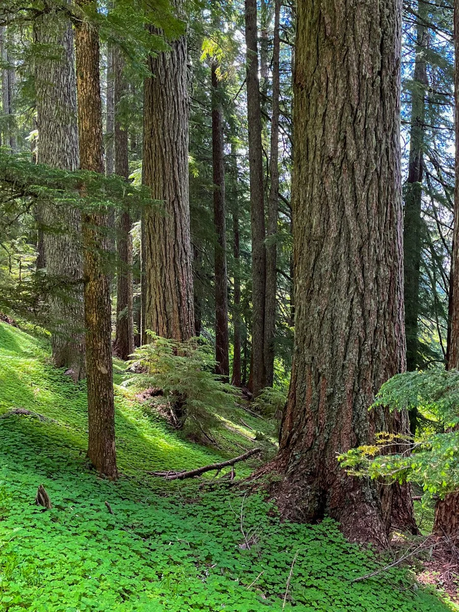 Old Douglas-fir over a carpet of oxalis 