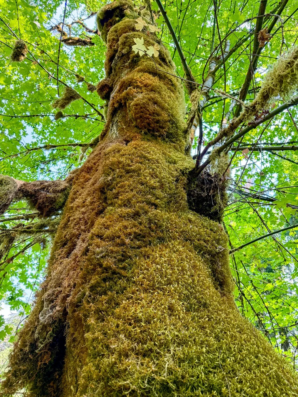 Mossy maple