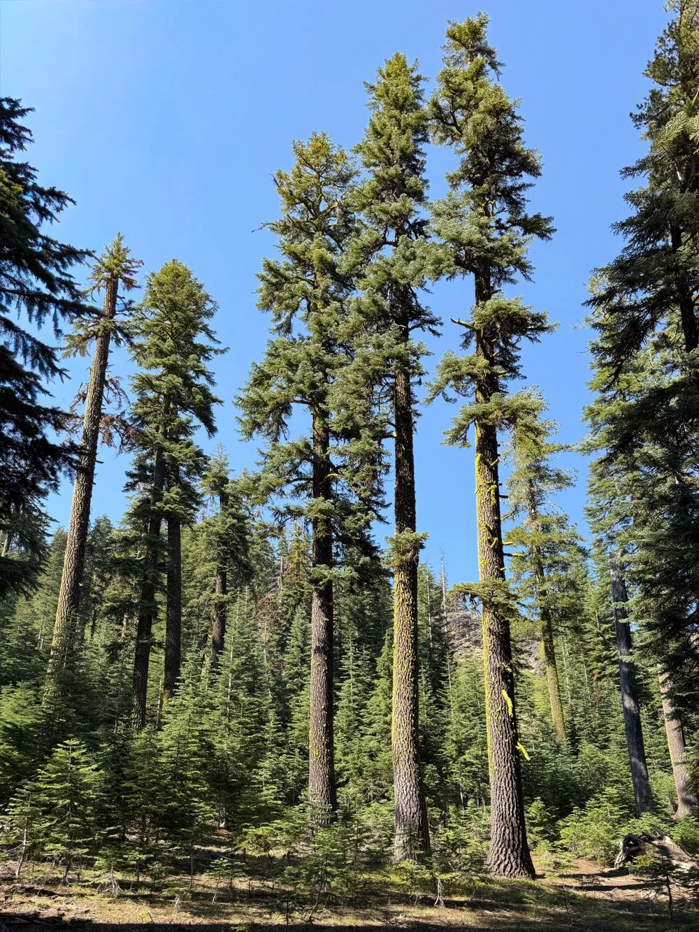 Shasta red fir